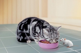 Рацион питания кошки